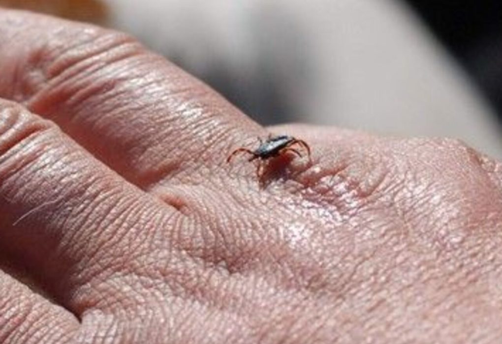 İstanbul’da Kene Alarmı: 7.002 Kene Isırması Vakası Kaydedildi, Uzmanlar Uyarıyor